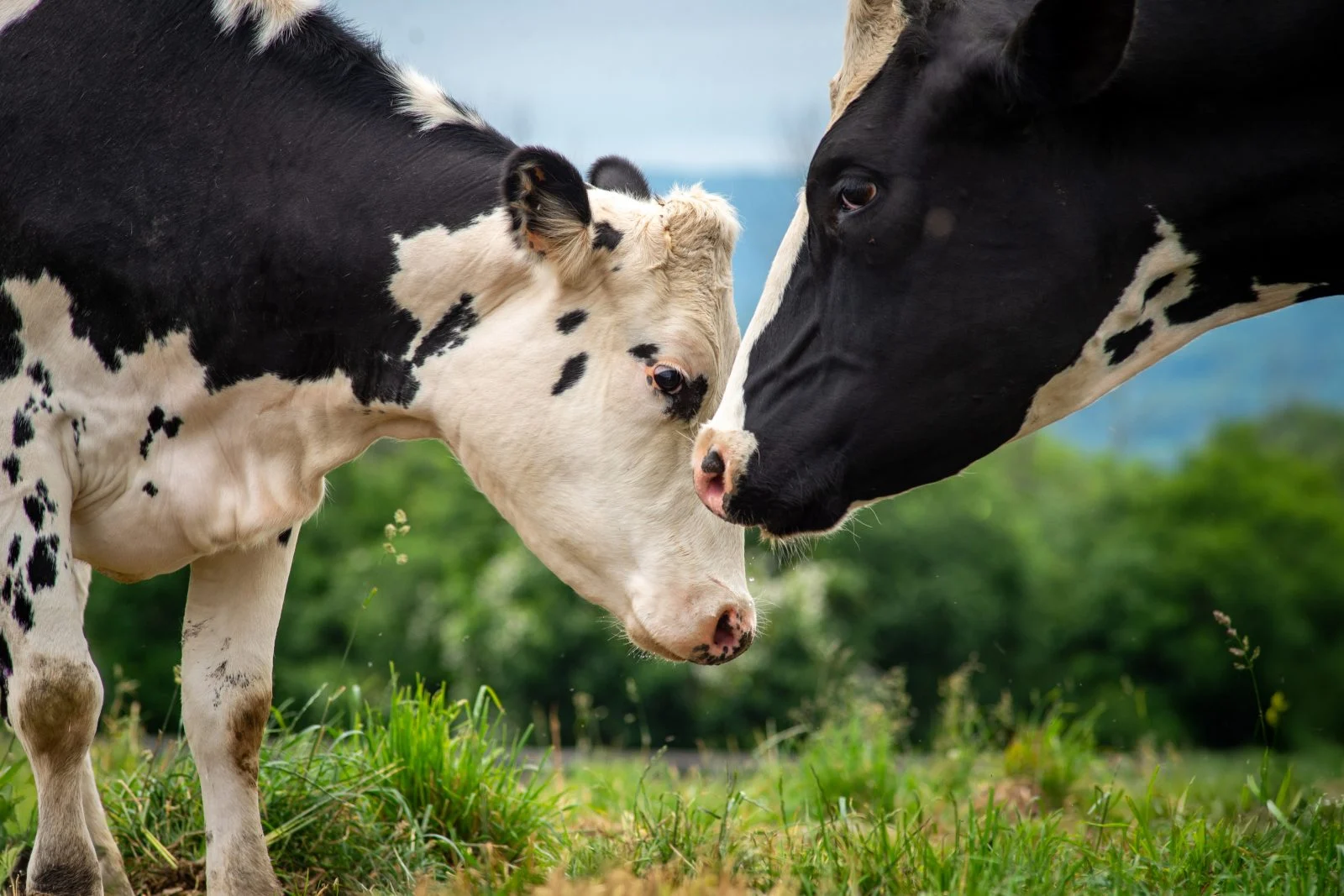 Holstein Friesian cow